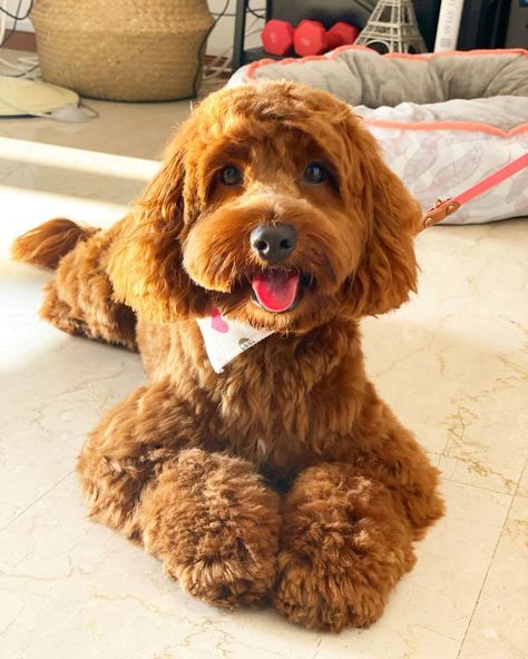 Doodle Doods on Instagram: Cockapoo Haircut Styles • Instagram Cockapoo Haircut Styles, Cockapoo Haircut, Puppy Haircut, Cockapoo Dog, Puppy Grooming, Grooming Style, Cockapoo Puppies, Instagram Guide, Haircut Styles