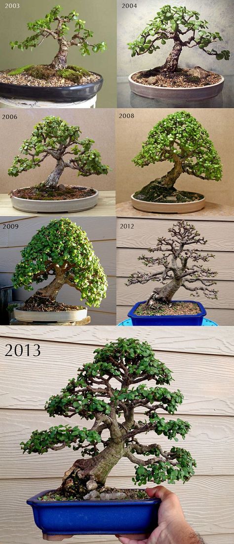 Buy Bonsai Tree, Jade Bonsai, Bonsai Tree Types, Bonsai Tree Care, Bonsai Techniques, Tanaman Pot, Plantas Bonsai, Bonsai Styles, Mini Bonsai