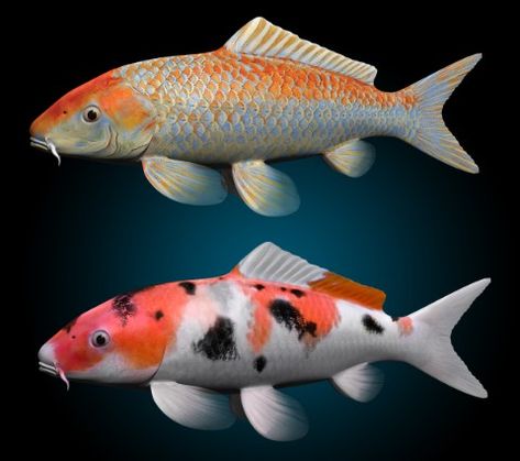 Koi Side View, Fish Sides, Fish Information, Fish Tank Themes, Fish Artwork, Ikan Koi, Koi Art, Fish Tank Accessories, Carpe Koi