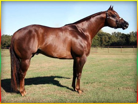 Quarter horse gelding #3 liver chesnut...AQHA halter (CLASS 1) Nice Horses, Aqha Stallion, Horse Herd, Quarter Horse Stallion, Aqha Horses, Spanish Riding School, Amazing Horses, Horse Breeder, Gorgeous Horses