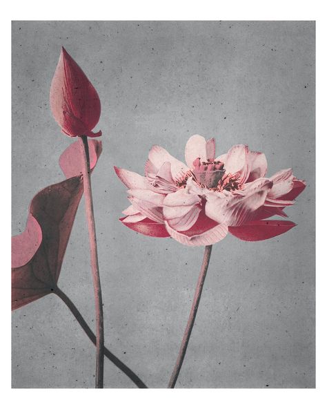 Orchid Background, Japanese Lotus, Flowers Artwork, Garden Illustration, Lotus Art, Pink Lotus, Illustration Wall Art, Flower Artwork, Lotus Flowers