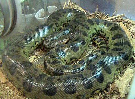 anaconda | Green Anaconda (Eunectes murinus) - FactSheet absolutely beautiful snake Anaconda Verde, Snake Information, World's Largest Snake, Giant Anaconda, Anaconda Snake, Green Anaconda, Kinds Of Snakes, Snake Facts, Reticulated Python