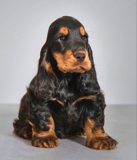 English Cocker Spaniel Black And Tan, Black And Tan Cocker Spaniel Puppies, Cocker Spaniel Colors, English Cocker Spaniel Puppy, English Cocker Spaniel Puppies, Puppy Dog Pictures, Cocker Spaniel Puppy, Dog Trends, Puppy Photography