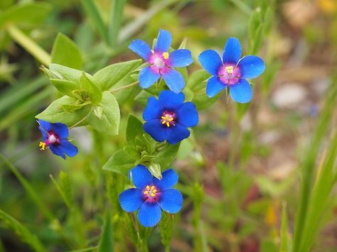 Free Image on Pixabay - Blue Pimpernel, Flower, Blossom Pimpernel Flower, Primrose Plant, Pot Flowers, Scarlet Pimpernel, Peruvian Lilies, Bonsai Seeds, Morning Rain, Provence Lavender, Planting Pot