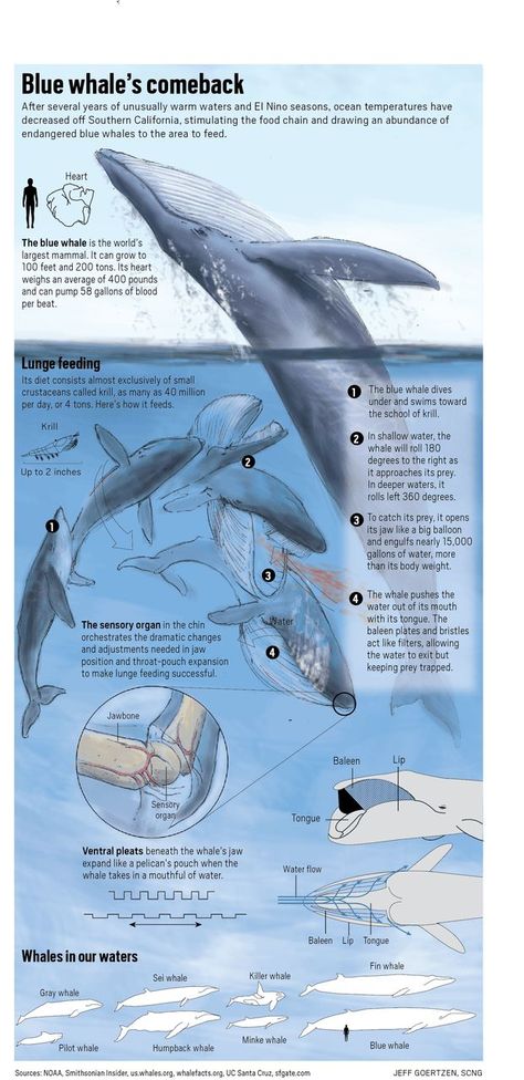 Blue whale makes early appearance off Southern California coast – Orange County Register Blue Whale Infographic, Blue Whale Anatomy, Blue Whale Photography, Whale Infographic, Blue Whale Wallpaper, Ocean Species, Blue Whale Pictures, Whales Illustration, Blue Whale Art