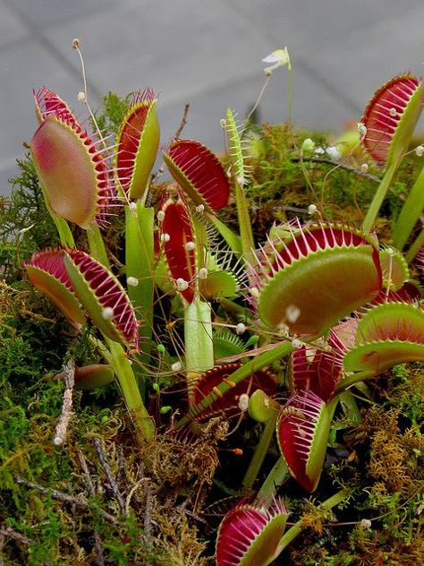 Waiting Venus Fly Traps by blmurch, via Flickr Albizia Julibrissin, Bog Garden, Venus Flytrap, Weird Plants, Gothic Garden, Plants Growing, Fly Trap, Pitcher Plant, Venus Fly Trap