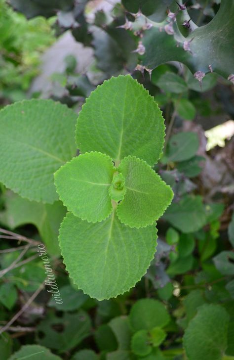 Explore the benefits of karpooravalli for enhancing your hair and skin care routine. This natural remedy offers a gentle yet effective way to nourish and rejuvenate, leaving you feeling refreshed and revitalized. Periwinkle Plant, Medicinal Weeds, Ayurvedic Plants, Best Cough Remedy, Medicinal Herbs Garden, Losing 40 Pounds, Herbal Plants, Cold Sores Remedies, Hair And Skin Care