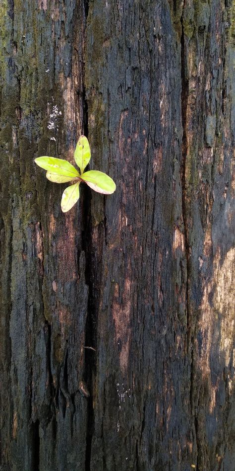 The Environment Photography, Growth Aesthetic Photography, Simple Life Photography, Cool Art Reference Photos Nature, Man Vs Nature Photography, Photography Inspo Nature, Regeneration Photography, Nature Taking Over, Nature Close Up Photographs