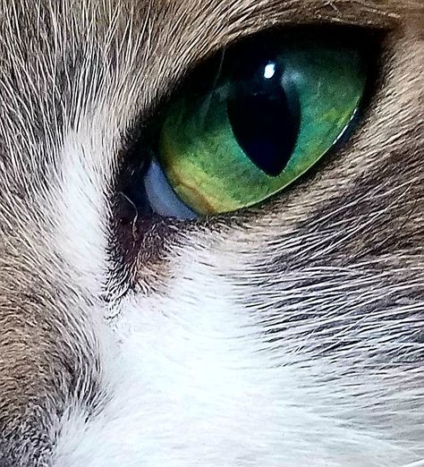 Green-eyed cat Realistic Toothless, Most Beautiful Green Eyes, Green Objects, Green Cat Eyes, Fun Cosplay, Beautiful Green Eyes, Animal Eyes, Girl With Green Eyes, Eye Base