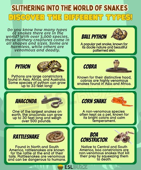 Types of Snakes: Snake Types and Their Characteristics Types Of Snakes As Pets, Snake Types, Snakes Pictures, Types Of Snakes, Types Of Snake, Jenni Rivera, Pet Snake, Themed Activities, A Snake