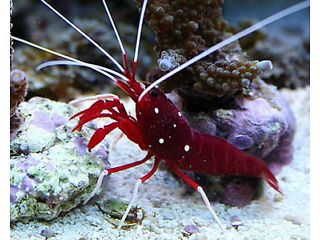 Marine Cleaner Shrimp Fire Shrimp Stoke-on-Trent Picture 2 Fire Shrimp, Draw A Sheep, Cleaner Shrimp, Jumping Hare, Ram Drawing, Nano Reef Tank, Salt Fish, Saltwater Aquarium Fish, Saltwater Fish Tanks