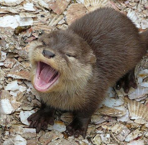 Otter Tattoo, Otters Cute, Cutee Animals, Cute Ferrets, Baby Otters, Cute Animals Images, Pretty Animals, Silly Animals, Fluffy Animals