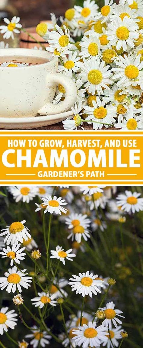 Of all the plants in my garden, chamomile offers the most return on my investment. It is a vigorous and problem-free plant that produces a spray of beautiful flowers that can immediately be harvested to make a tasty tea. Gardener�s Path has all of the inf Grow Chamomile, Chamomile Growing, Chamomile Plant, Herb Garden In Kitchen, Herb Garden Design, Beautiful Flowers Garden, Tea Garden, Chamomile Flowers, Growing Herbs