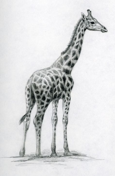 giraffe Drawings Ideas For Kids, Giraffe Sketch, Giraffe Drawing, Drawing Videos For Kids, Girl Drawing Easy, Pencil Sketch Images, Giraffe Art, Drawings Ideas, Pet Portrait Painting