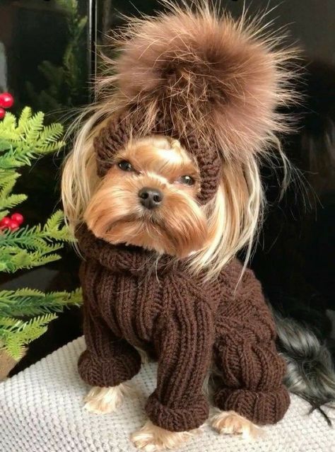 Crochet Dog Clothes, Teacup Yorkie Puppy, Cute Small Dogs, Cute Dogs Images, Very Cute Puppies, Yorkie Terrier, Teddy Dog, Dog Winter Coat