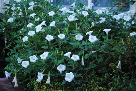 Moon Flower Plant, Moonflower Vine, Moon Plant, Night Blooming Flowers, Garden Vines, Night Flowers, Moon Garden, Climbing Vines, Moon Flower