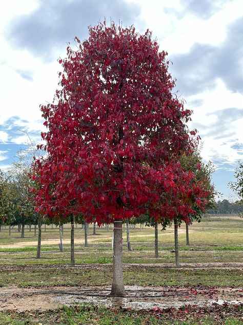 Tupelo Tree, Tree Autumn, Sunny Disposition, White Chapel, Safety Harness, Crape Myrtle, Tree Top, Speed Limit, Red Tree