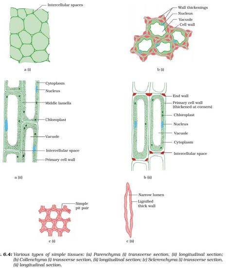 Meristematic Tissue, Cell Definition, Photosynthesis Activities, Tissue Biology, Anaerobic Respiration, Science Diagrams, Learn Biology, Simple Complex, Light Science