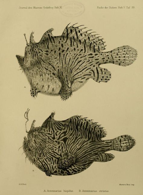 Animal Mutations, Ocean Creatures Art, Anatomy Illustration, Fish Prints, Fish Sculpture, Fish Drawings, Oceanography, Antique Illustration, Scientific Illustration