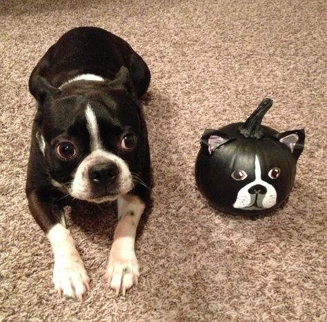 Princeton painted his own pumpkin this year! Boston Terrier Pumpkin, Frenchie Pumpkin, Boston Terrier Halloween, Boston Terrier Painting, Boston Terrier Pug, Boston Terrier Funny, Boston Terrier Love, Boston Terrier Puppy, Boston Terrier Dog