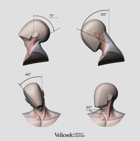 Planes Of The Head, Second Guessing Yourself, Muscles Of The Neck, Head Anatomy, Second Guessing, Face Anatomy, Anatomy Sculpture, Human Body Anatomy, Anatomy Tutorial