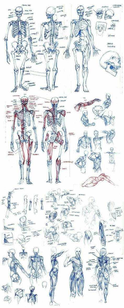 Skeleton Anatomy, Male Figure Drawing, Some Drawings, Human Anatomy Drawing, Human Figure Drawing, Human Anatomy Art, Anatomy Sketches, Anatomy For Artists, 캐릭터 드로잉