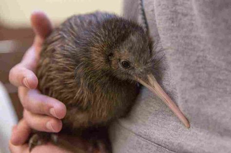 Whetu, an almost 4-month-old brown kiwi at the Smithsonian Conservation Biological Institute, is the first female born to her parents. She enjoys staying up all night, eating worms and burrowing. Baby Zoo Animals, Baby Zoo, Conservation Biology, Kiwi Bird, Zoo Babies, Zoo Animals, 귀여운 동물, Animals Friends, Spirit Animal