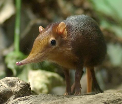 Giant Elephant-Shrew | Flickr - Photo Sharing! Odd Animals, Tiger Species, Elephant Shrew, Small Mammals, Interesting Animals, Unusual Animals, Rare Animals, Jan 1, Weird Animals