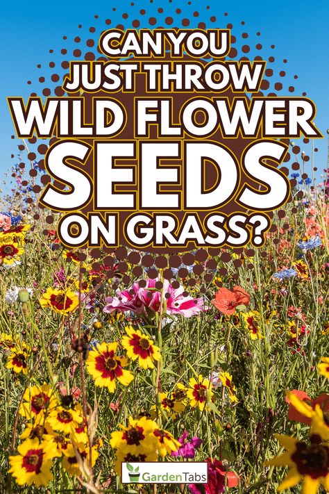 Can You Just Throw Wildflower Seeds On Grass? Modern Gardening, Lawn Roller, Grow Wildflowers, Wild Flower Meadow, New Garden, Ground Cover Plants, Low Maintenance Garden, Pollinator Garden, Wildflower Garden