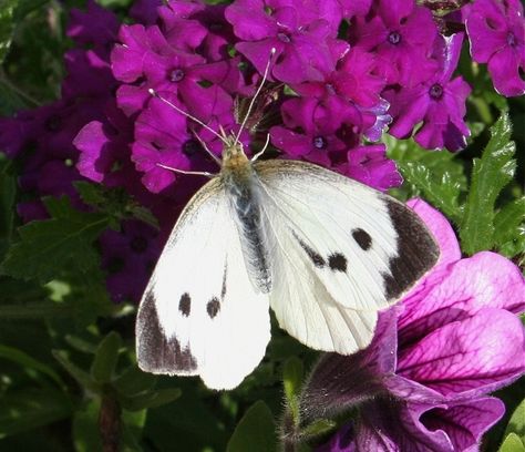 White butterflies — Science Learning Hub Butterfly Eggs, Butterfly Pupa, Butterfly Science, Vegetable Plants, White Butterflies, Butterfly Species, Butterfly Life Cycle, The Great White, Black Wings