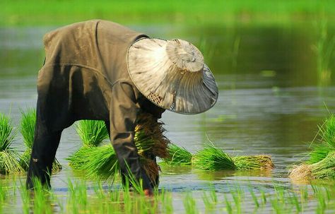 •(★)• Rice Farming, Growing Vegetables At Home, Philippines Beaches, Human Reference, Nature Art Painting, World Photography, Painting Class, Branding Photos, Growing Vegetables