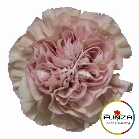 Lege Pink Dianthus Caryophyllus, Hermes Orange, Pink Carnations, Floral Event Design, Carnation Flower, Flower Names, Antique Pink, Cut Flowers, Event Design