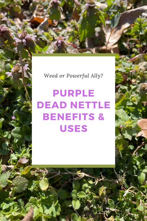 Purple Nettle Recipes, How To Dry Purple Dead Nettle, Dead Nettle Benefits, Purple Nettle Uses, Red Dead Nettle Uses, Purple Dead Nettle Benefits, Purple Dead Nettle Recipes, Purple Dead Nettle Uses, Purple Dead Nettle Tea