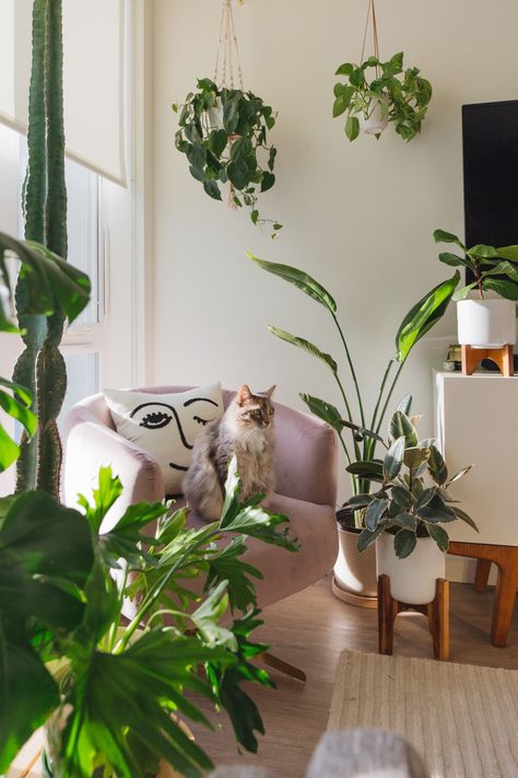 Small Plant Filled Rental Apartment Photos | Apartment Therapy Plant Small Apartment, Plants In A Small Apartment, Small Apartment With Plants, Small Apartment Plant Ideas, Small Apartment With Cats, Cat In Apartment Aesthetic, Plants Small Apartment, Plants In Small Apartment, Apartment Plants Aesthetic