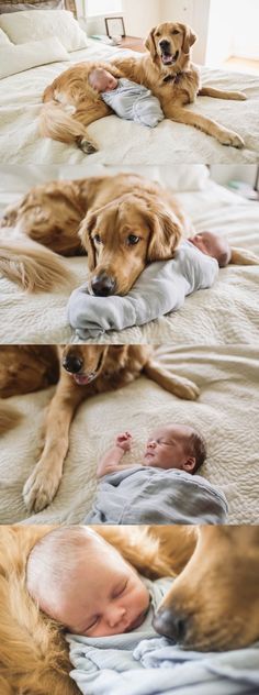 Infant And Mommy Pictures, Infant Pictures, Fii Puternic, Pet Lifestyle, Dog Lifestyle, Newborn Ideas, Baby Boy Newborn Pictures, Baby Pictures Newborn, Newborn Pics