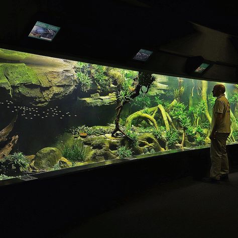 Giant Aquarium, Dream Aquarium, Giant Isopod, Biotope Aquarium, Public Aquarium, Big Aquarium, Amazing Aquariums, Indoor Greenhouse, Home Aquarium