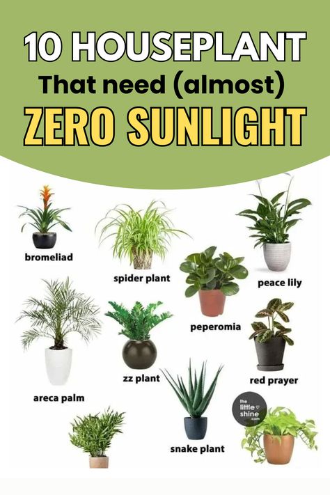 Here are 10 Indoor Plants Zero Light Indoor Plants, Plants That Dont Need Sunlight, Zero Sunlight Indoor Plants, Bathroom Plants No Sunlight, Easy Care Houseplants, Peperomia Plant, Areca Palm, Gardening Hacks, Easy Care Plants