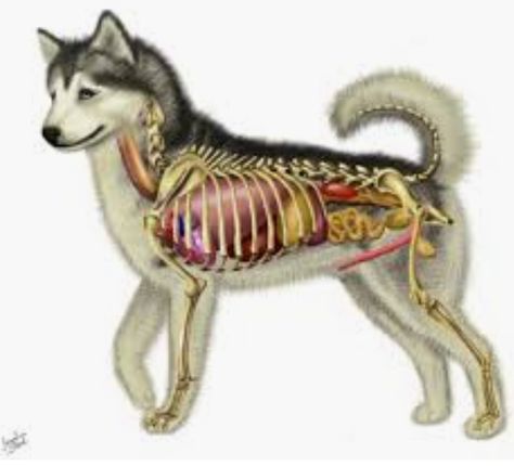 Siberian Husky , inside out Dog Anatomy Drawing, Feline Anatomy, Domesticated Animals, Vet Medicine, Dog Anatomy, Vet Assistant, Horse Anatomy, Animal Anatomy, Pet Vet