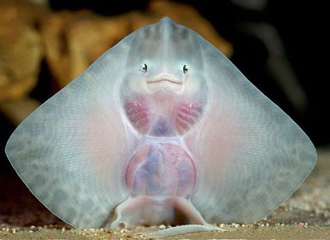 . Baby Skate fish with smily fice💙 Skates are cartilaginous fish belonging to the family Rajidae in the superorder Batoidea of rays. More than 200 species have been described, in 30 genera. The two subfamilies are Rajinae (hardnose skates) and Arhynchobatinae (softnose skates). Photo via imgur.com #DiscoverOcean Baby Stingray, Smiling Animals, Fish Face, Fauna Marina, Water Life, Rare Animals, 웃긴 사진, Ocean Creatures, Underwater World