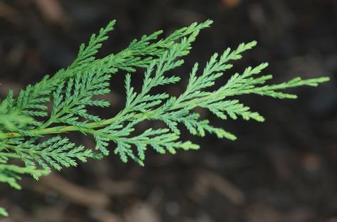 Leyland cypress trees (Cupressocyparis leylandii) are evergreens planted for fast-growing privacy screens or Christmas trees. Learn how to care for them. Cypress Leaves, Leyland Cypress Trees, Pink Dogwood Tree, Fast Growing Shade Trees, Drought Tolerant Trees, Fast Growing Vines, Emerald Green Arborvitae, Leyland Cypress, Fast Growing Evergreens