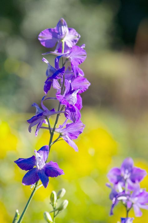 Larkspur | Description, Species, Toxicity, & Facts Larkspur Plant, Birth Flower Bouquet Tattoo, Poisoning Symptoms, Delphinium Plant, Porch Party, Flower Bouquet Tattoo, Plants From Seeds, Larkspur Flower, Birth Flower Bouquet