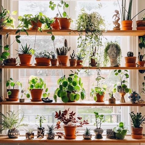 Plant Life Balance on Instagram: “Never underestimate the simplicity and beauty of a terracotta pot. 🌿 📸 #plantshelfie by @whynotknot... did someone say Sunday project?” Fuchsia Aesthetic, Wednesday House, Window Plant Shelf, Plant Diary, Plant Window, Plant Goals, Window Plants, Window Shelves, Hanging Plants Indoor