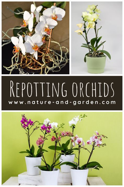 Orchid Soil, Orchid Potting Mix, Repotting Orchids, Wilted Flowers, Orchid Plant Care, Video Tips, Orchid Pot, Houseplants Indoor, Phalaenopsis Orchid