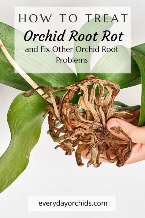 Learn how you can treat and prevent root rot in your orchid plants. Keep reading to find out more about caring for your orchid's roots. #Orchid #OrchidCare #RootOrchid Repotting Orchids, Orchids In Water, Indoor Orchids, Orchid Plant Care, Orchid Roots, Orchid Leaves, Plant Tips, Orchid Plant, Root Rot