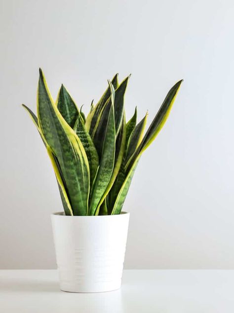 How to Deal with Mold on Snake Plants: Sansevieria in a White Pot Hawthorn Tree, Sansevieria Plant, Plant Care Tips, Yucca Plant, Snake Plants, Gardening Gear, Crabapple Tree, Holly Tree, Fiddle Leaf Fig Tree