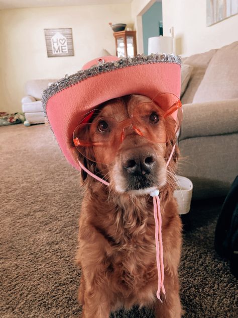 Golden Retriever Cowboy Hat, Cute Dog Costumes, Preppy Dog, Australian Shepherd Dogs, Very Cute Dogs, Dog Costumes, Fluffy Animals, Australian Shepherd, Cute Puppies