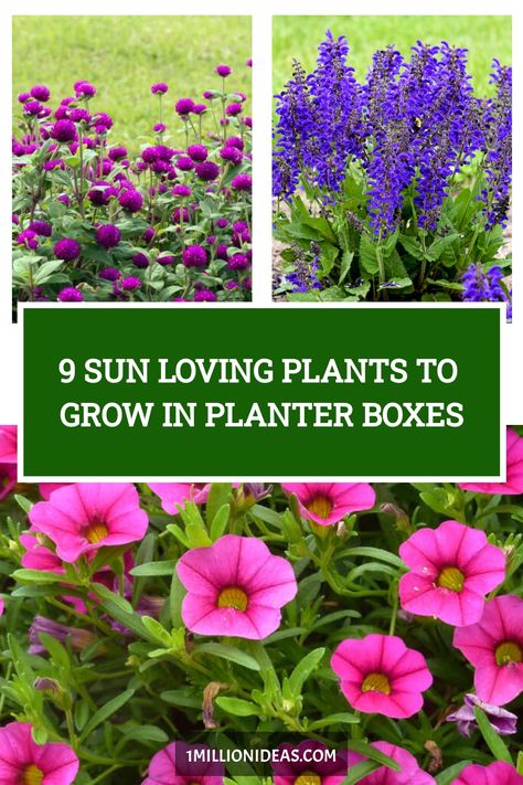 Although you have the beautiful spot for planter boxes, it’s in full sun, which makes your plants would be wilted due to… Flower Box Planting Ideas, Flowers For Deck Railing Planters, Full Sun Patio Planter Ideas, Window Box Full Sun, Outdoor Planter Ideas Full Sun, Full Sun Porch Planter Ideas, Flowers For Window Boxes Full Sun, Planter Box Plants Outdoor, Flower Box Ideas Full Sun