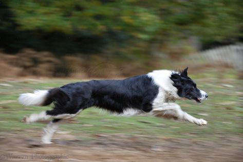 Black-and-white Border Collie running ... Border Collie Running, Black And White Border Collie, Cat Roll, Christmas Presents For Dad, White Border Collie, Ib Art, Sheep Dogs, Profile Drawing, Dream Dog