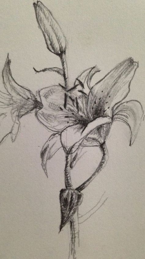 Stargazer Lily Sketch, Lilly Sketch Flowers, Easter Lily Drawing, White Lily Drawing, Lilly Drawing Flowers, Stargazer Lily Drawing, Lillies Drawings, Lily Doodle, Easter Lily Tattoo