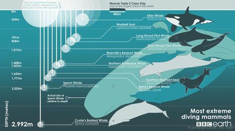 deepest diving mammals Beaked Whale, Whale Species, Pilot Whale, Bbc Earth, Future Job, Save Our Oceans, Info Graphic, Marine Conservation, Ocean Conservation